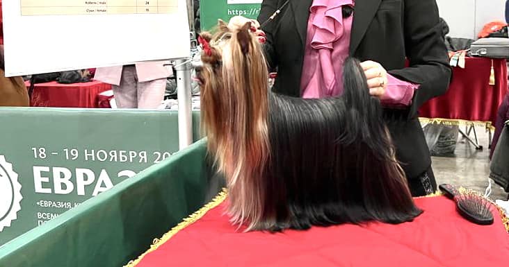 TOPFACE ULTIMATUM &mdash; Labaza DogPedigree YorkshireTerrier